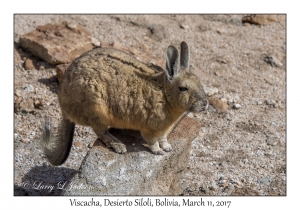 Viscacha