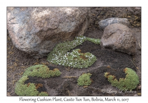 Flowering Cushion Plant