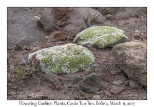 Flowering Cushion Plants