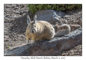 Viscacha