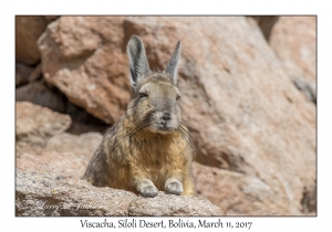 Viscacha