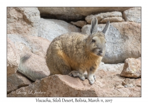 Viscacha