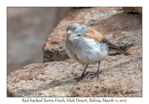 Red-backed Sierra-Finch