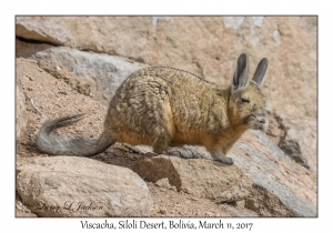 Viscacha