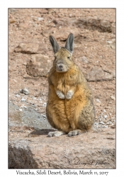 Viscacha