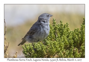 Plumbeous Sierra-Finch