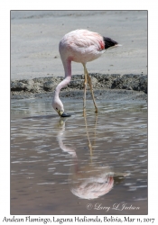 Andean Flamingo