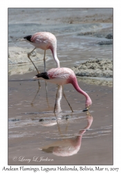 Andean Flamingos