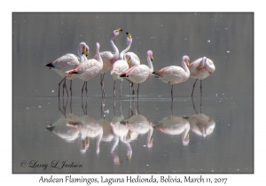 Andean Flamingos