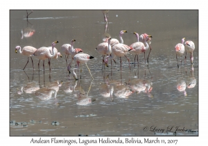 Andean Flamingos