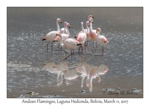 Andean Flamingos