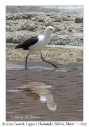 Andean Avocet