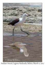 Andean Avocet