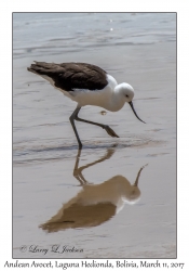 Andean Avocet