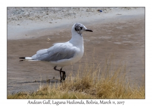 Andean Gull