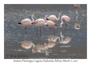 Andean Flamingos