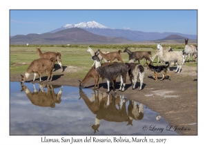 Llamas