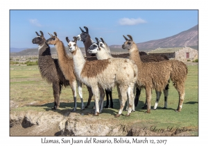 Llamas