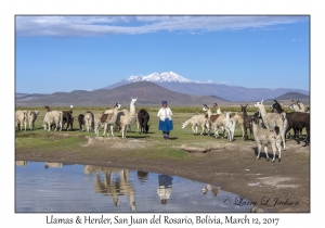 Llamas & Herder