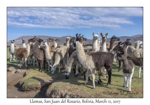 Llamas