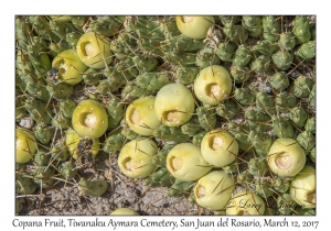 Copana fruit