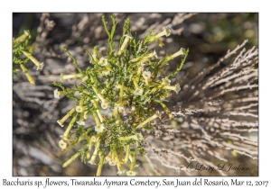 Baccharis specie flowers