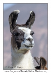 Llama