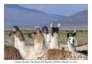 Llamas