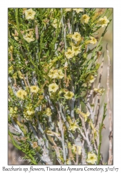 Baccharis specie flowers