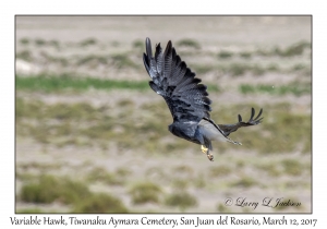 Variable Hawk