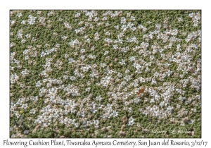 Flowering Cushion Plant