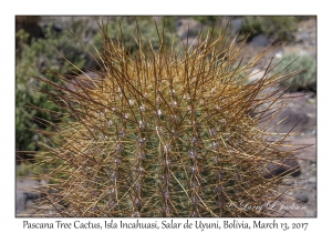 Pascana Tree Cactus