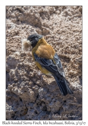 Black-hooded Sierra-Finch