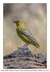 Greenish Yellow-Finch