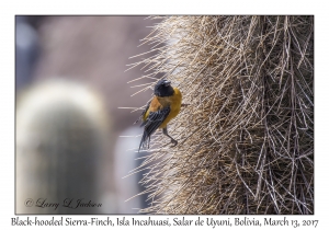 Black-hooded Sierra-Finch