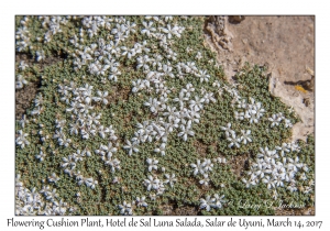 Flowering Cushion Plant