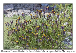 Unknown Flowers