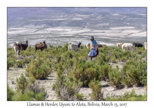 Llamas & Herder