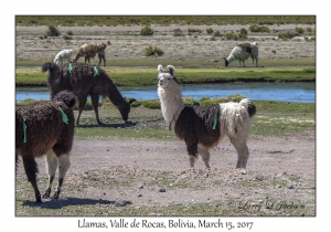 Llamas