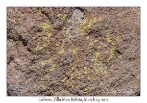 Lichens