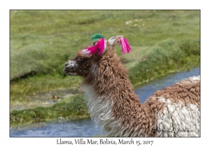 Llama