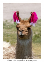 Llama