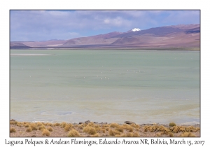 Laguna Polques & Andean Flamingos