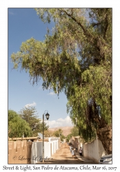 Tree & Street Light