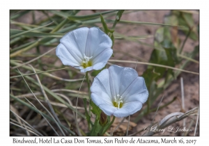 Bindweed