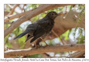 Antofagasta Thrush