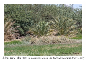 Chilean Wine Palms