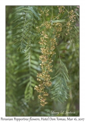 Peruvian Peppertree flowers