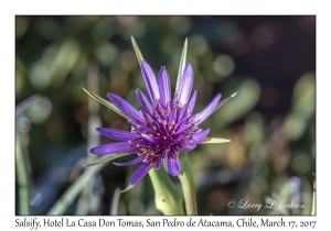 Salsify