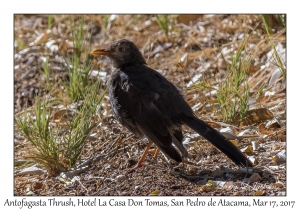 Antofagasta Thrush